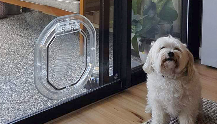 Small white dog next to round Pet Door glass installed in door
