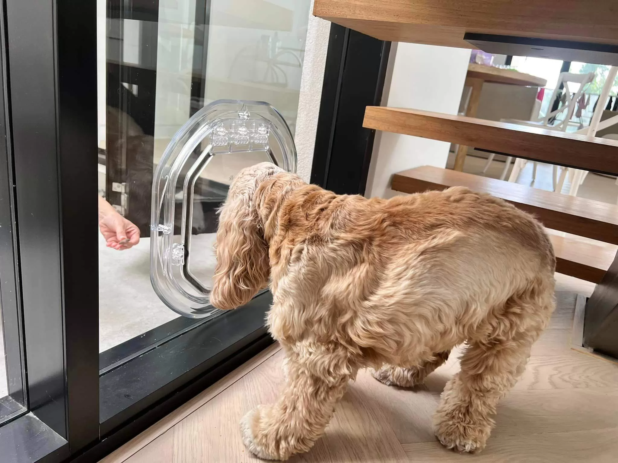 Custom pet doors in glass Midland for dogs and cats